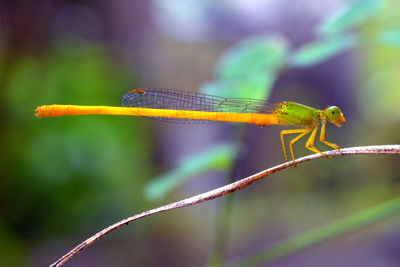 Close-up of damselfly on plant