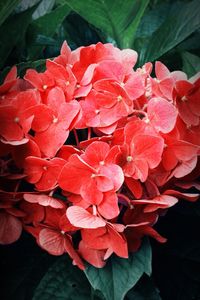 Close-up of red flowers