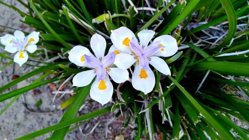 Close-up of white flowers