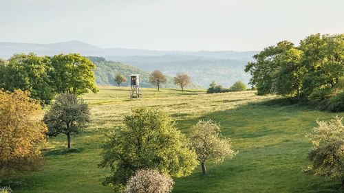 Scenic view of trees on field against sky