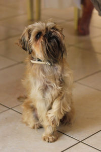 Close-up portrait of dog