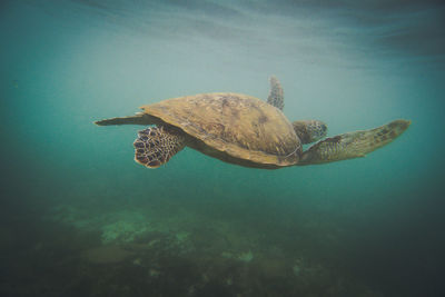 Turtle swimming in sea