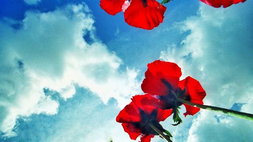 Low angle view of red flowers against blue sky