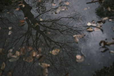 Low angle view of bare tree during winter