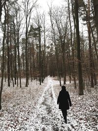 Bare trees in forest