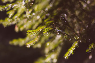 Close-up of leaves on tree