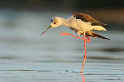 Close-up side view of a bird in water