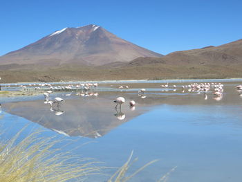 Birds at lake against mountain