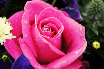 Close-up of wet pink rose blooming outdoors