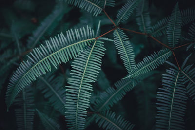 Close-up of fern leaves