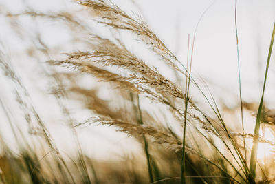 Close-up of wheat growing on field