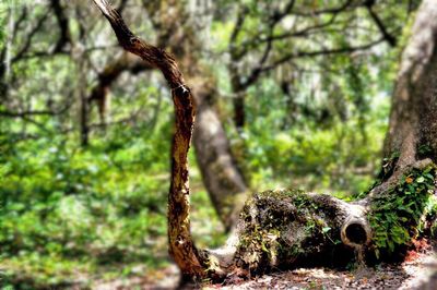 Close-up of tree trunk in forest