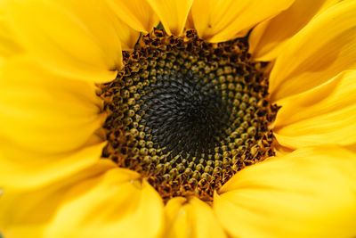 A close up macro image of a sunflower with yellow petals desktop wallpaper background