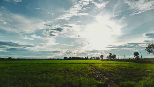 Scenic view of agricultural field against sky