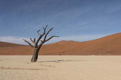 Bare tree on desert against sky