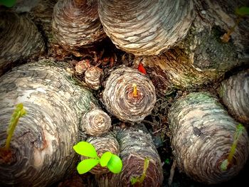 Full frame shot of tree trunk