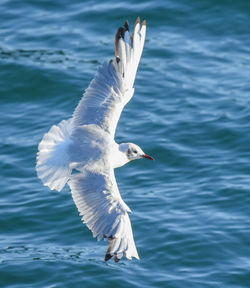 Seagull flying over a lake