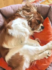 High angle view of dog resting on sofa at home cavalier king
