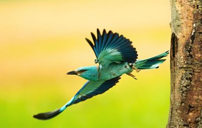Close-up of bird flying