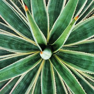 Full frame shot of succulent plant