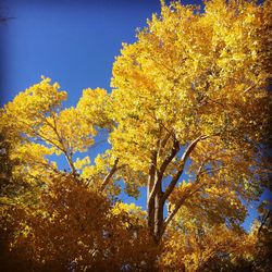 Low angle view of trees against clear sky