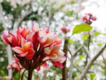 Close-up of pink flowering plant