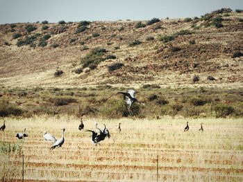 Birds on landscape