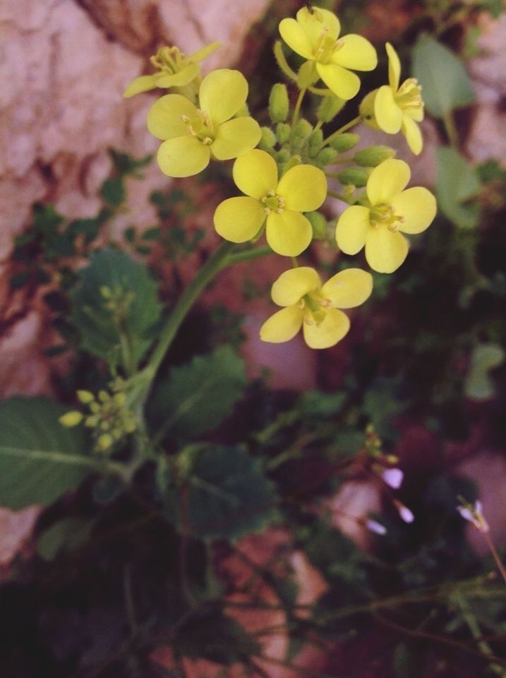 flower, growth, freshness, yellow, fragility, beauty in nature, petal, nature, plant, close-up, focus on foreground, blooming, leaf, flower head, in bloom, outdoors, day, blossom, sunlight, no people