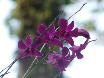 Close-up of pink flowering plant