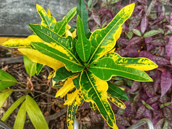 High angle view of leaves on plant