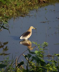 View of a bird in lake