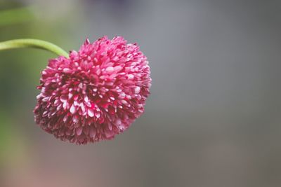 Close-up of pink flower blooming outdoors