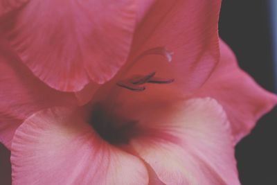 Close-up of pink rose flower