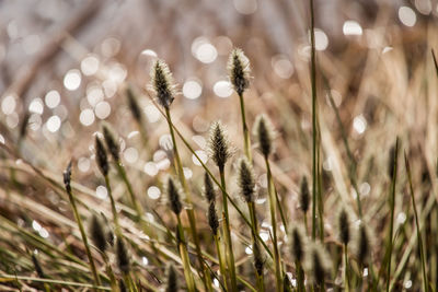 A beautiful cotton grass in a swamp in early spring