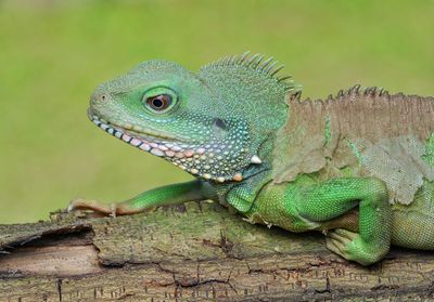 Close-up of lizard on tree