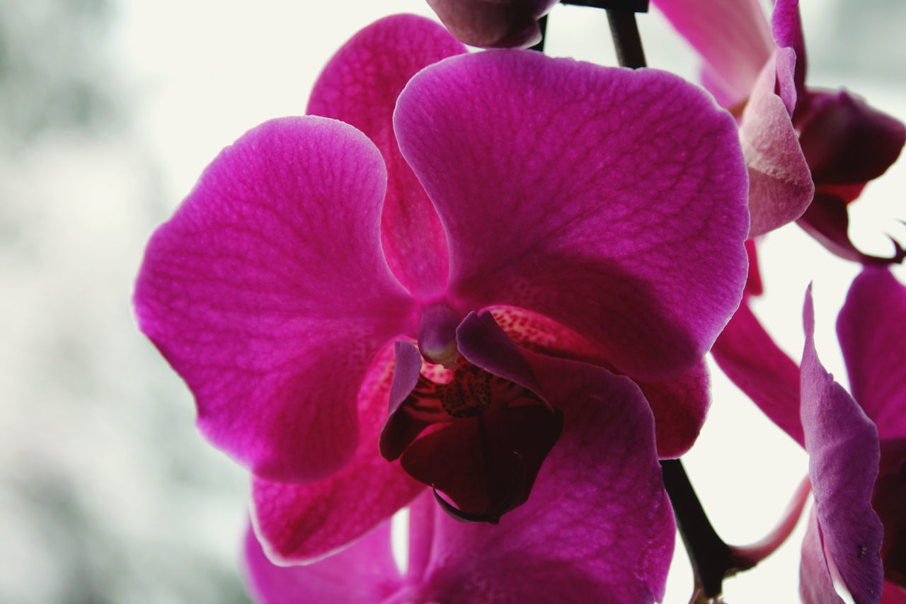 CLOSE-UP OF PURPLE ORCHIDS