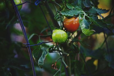 Close-up of tomatoes growing on tree