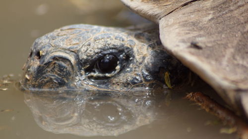 Close-up of turtle