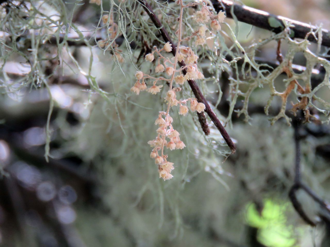 nature, tree, day, branch, beauty in nature, plant, growth, fragility, close-up, cold temperature, no people, winter, outdoors, flower