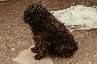 High angle view of dog on field