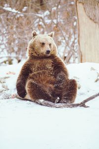 Close-up of a bear on snow