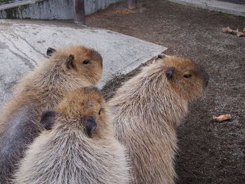 High angle view of capybaras