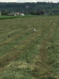 View of birds on grassy field