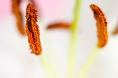 Close-up of cake on white background