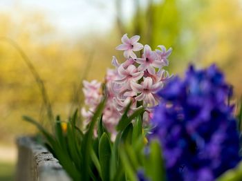 Close-up of purple flowering plant