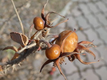 Close-up of fruit growing on tree