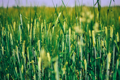 Green grass field