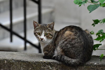 Portrait of a cat sitting on retaining wall