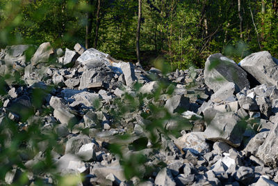 View of rocks and plants in forest