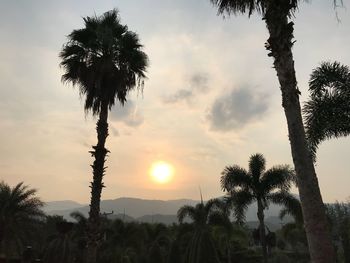 Low angle view of palm trees against sky